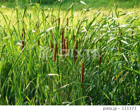 日暮れのがまの穂 111371