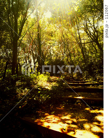 Thick forest 112067