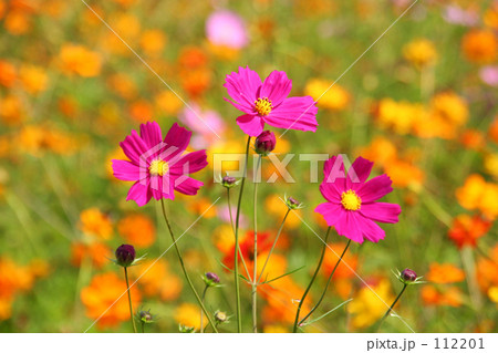 コスモス 112201