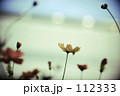 高速コスモス 112333