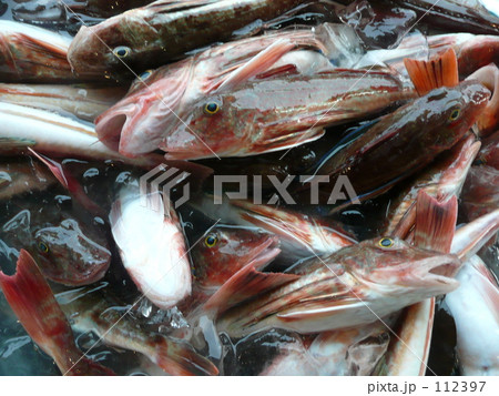 漁港のホウボウ 112397