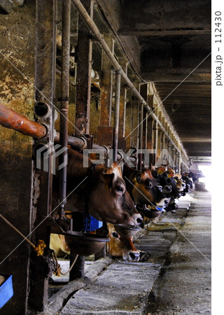 牛くんたち 112430