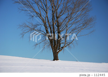 冬の哲学の木 冬の哲学の木 112445