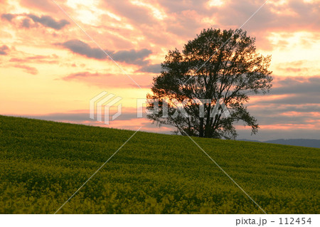 夕暮れの哲学の木 112454