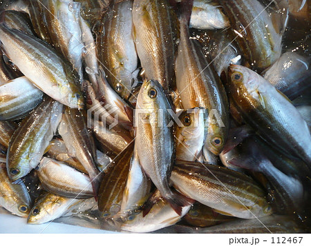 漁港のイサキ 112467