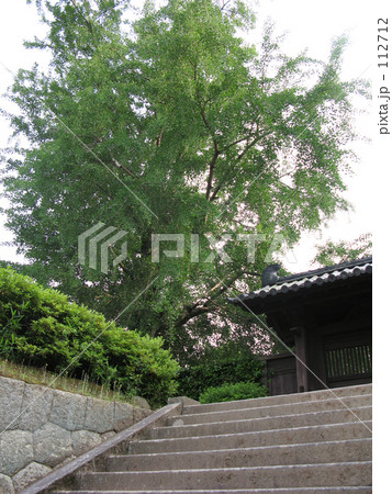 松阪城址の大イチョウ 松阪城址の大イチョウ 112712