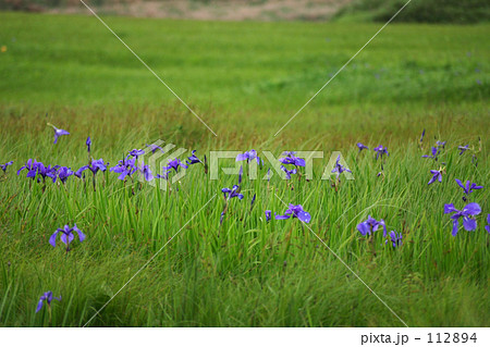 ヒオウギアヤメ ヒオウギアヤメ 112894