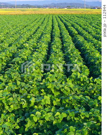 小豆畑と田園風景 112944