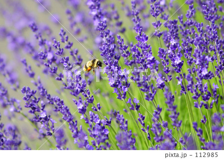 ぶ～～～ん♪ 112985