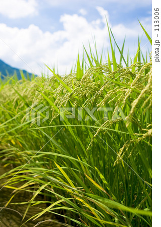 稲穂 113006