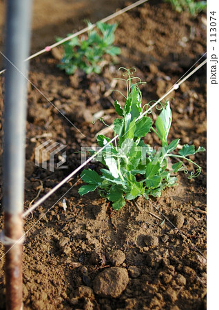 えんどう（２本） 113074