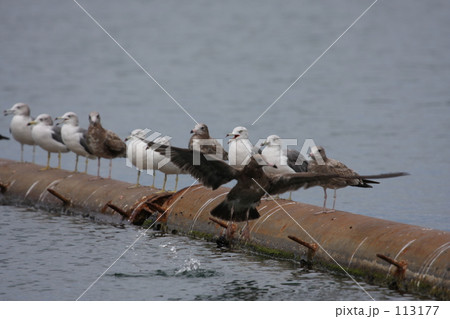 かもめ 113177