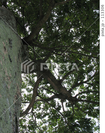 大きな樹にもたれて 大きな樹にもたれて 113306