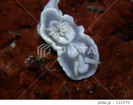 シロタエイロウミウシ 113370