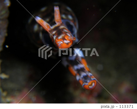 挑戦的なオニウツボ 113371