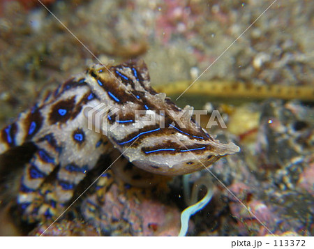 かなり怒っているヒョウモンダコ 113372