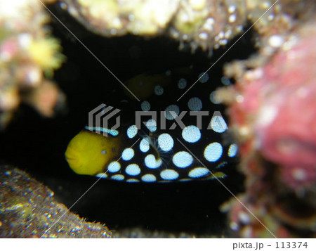 かくれんぼ中のモンガラカワハギ 113374