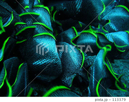 ユウゼン玉アップ ユウゼン玉アップ 113379