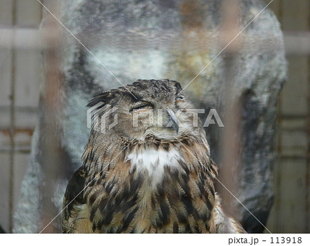 フクロウ 113918