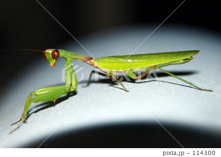 夜のカマキリ 夜のカマキリ 114300