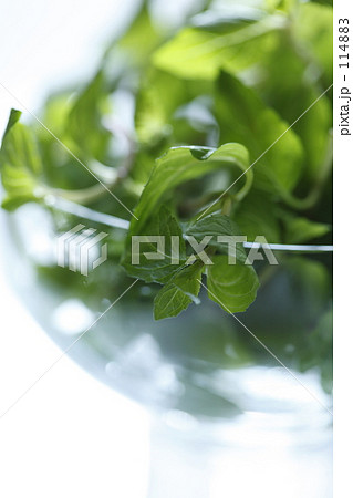 mintⅡ mintⅡ 114883