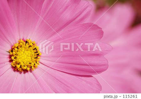 コスモス 咲いた コスモス 咲いた 115261