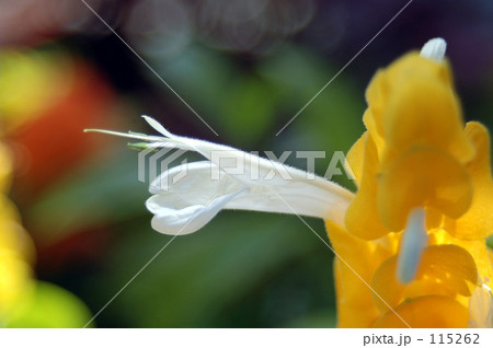 あっちです あっちです 115262