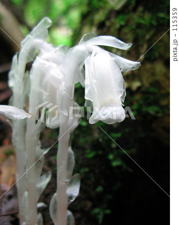 雫をはらんだ銀竜草 115359