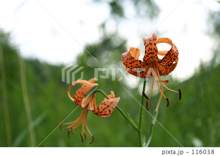 高原の鬼百合 116038