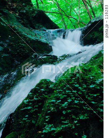 ブナ林源流の滝 116283