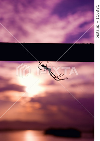 Spider's silhouette 116381