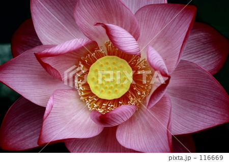 lotus lotus 116669
