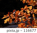 メインの紅葉 116677