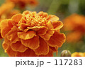 Untitled 117283