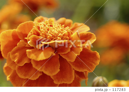 Untitled Untitled 117283