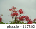 彼岸花 117302