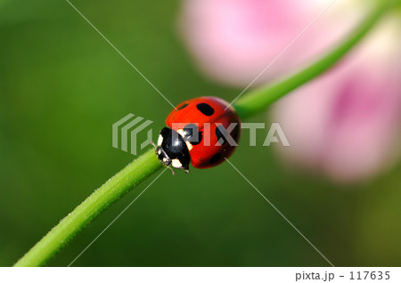 てんとうむし 117635