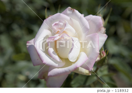 PinkRose2 118932