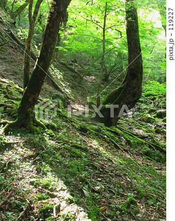 湧き水が苔を呼ぶ 湧き水が苔を呼ぶ 119227