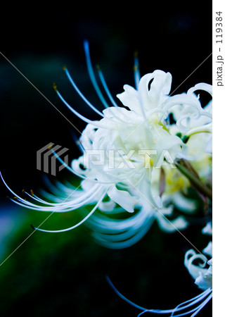 White spider lily 4 119384