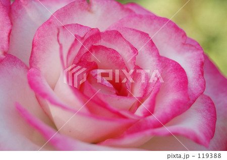 ROSE 119388
