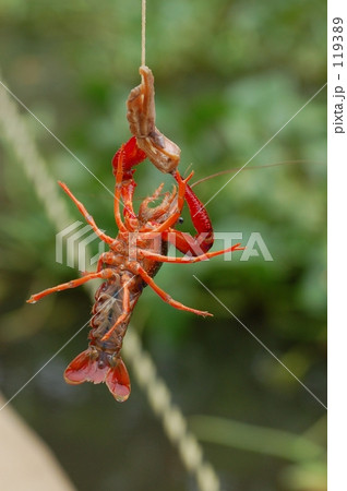 ザリガニ釣り ザリガニ釣り 119389