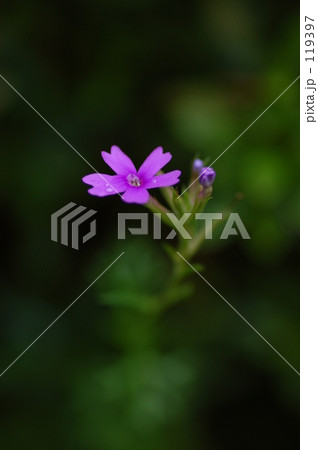 花、ピンク色 花、ピンク色 119397