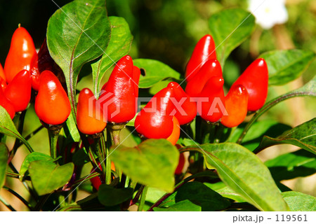 トウガラシ 119561