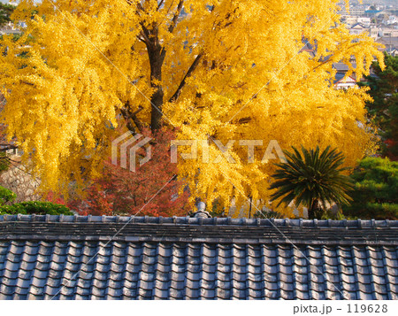 輝く秋色 輝く秋色 119628