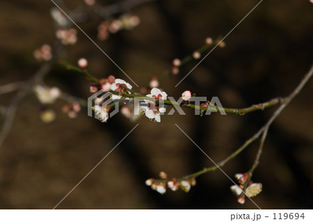 寒梅・東京都府中市 119694