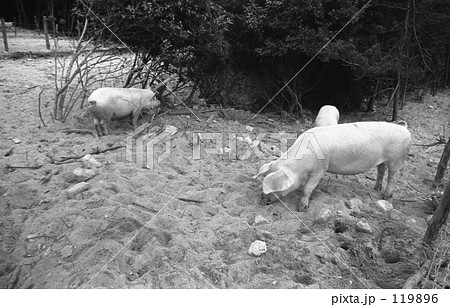 伊豆七島：新島　　昭和45年 119896