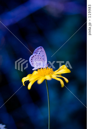 Butterfly on flower 119983