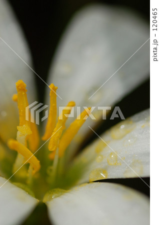 Rain lily 120465