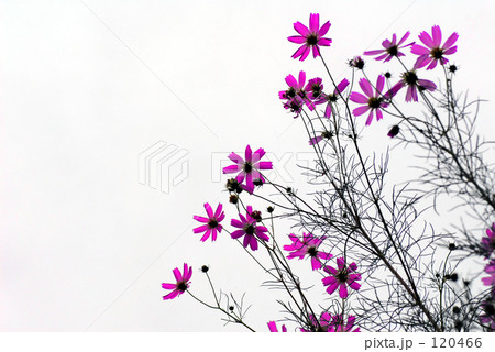 cosmos pink 120466